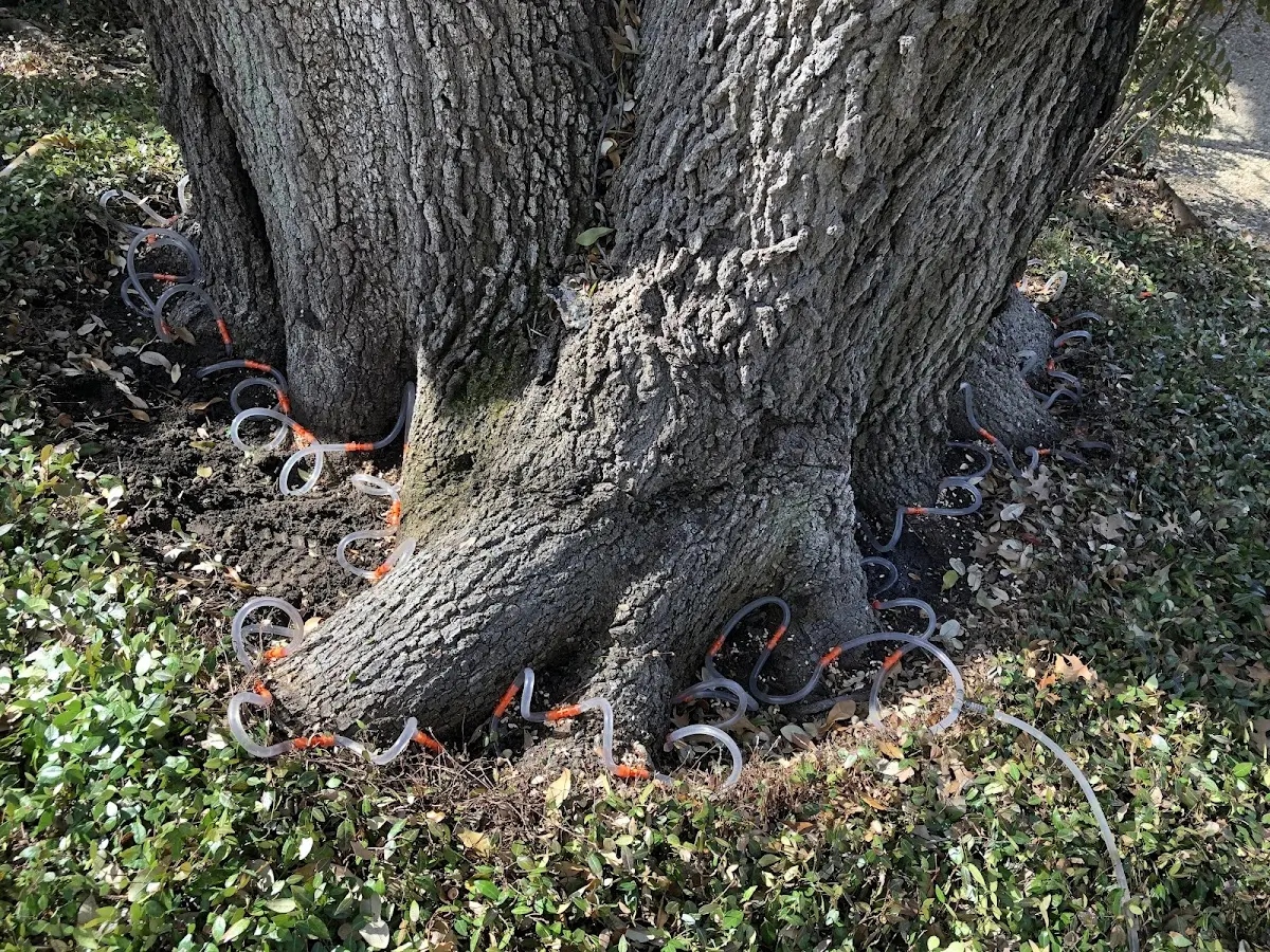 Detailed Tree Cabling and Bracing job site in Whitetop
